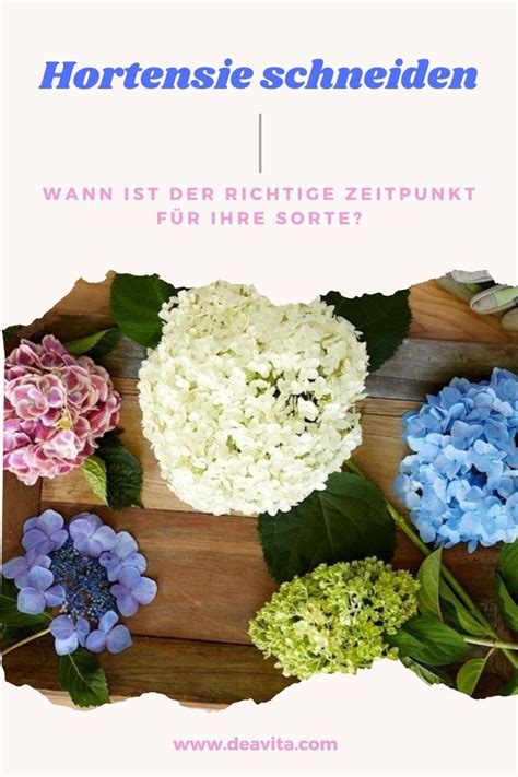 Hortensie schneiden Wann ist der richtige Zeitpunkt für Ihre Sorte