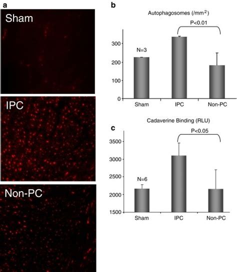 Autophagy Is Induced By Ipc In Vivo A Mcherry Lc Mice Were Subjected