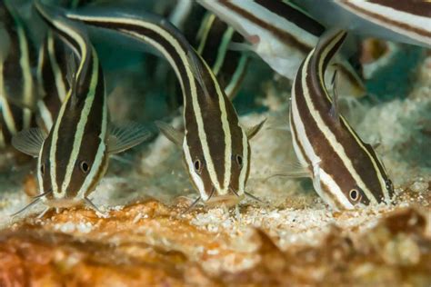 STRIPED RAPHAEL CATFISH Chibi Aquarium