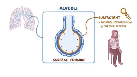 Alveolar surface tension and surfactant - Osmosis