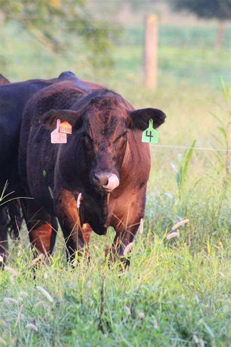 Implants Their Use In Beef Cow Calf Operations Alabama Cooperative