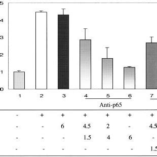 2 AAF Induction Of Mdr1b Promoter Requires Intact NF B Motif H4 II E