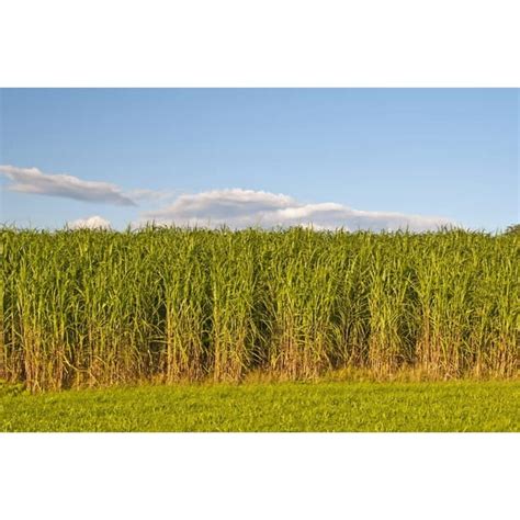 1,000 Switchgrass Seeds for Planting - Fast Growing Prairie Grass - Walmart.com