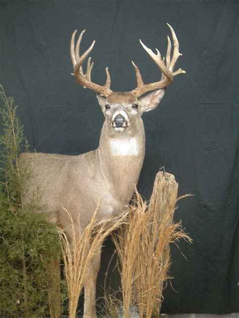 Taxidermy Tommys Taxidermy World Class Taxidermy For The