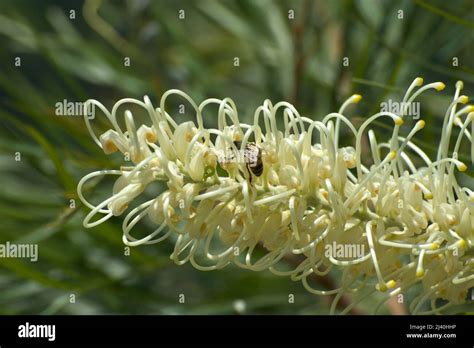 This White Flowering Grevillea Grevillea Banksii Was In Full Bloom At