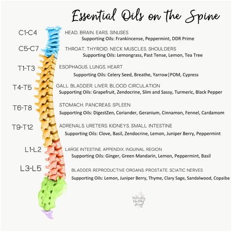 Ever Wonder Why We Apply Oils To The Spine Did You Know That Every