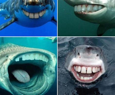 Sharks with Human Teeth