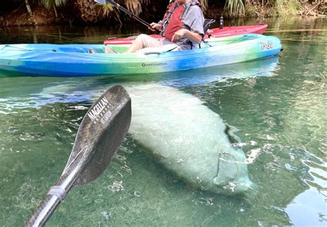 Silver Springs Kayaking Tours | Paddle Board & Kayak Tours