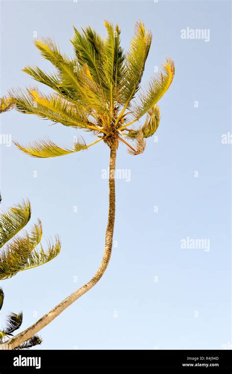 Palm Tree Bent To The Wind Stock Photo Alamy