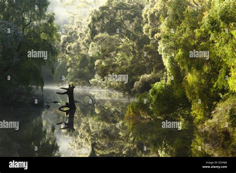 Early Morning Fog As Dawn Bathes The Warren River In Warming Light