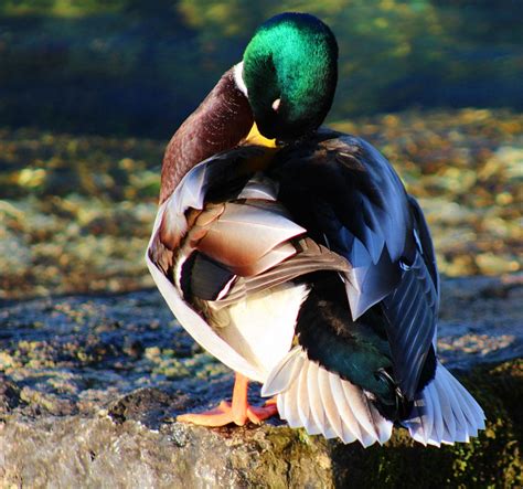 Colvert Canard Berge Photo Gratuite Sur Pixabay