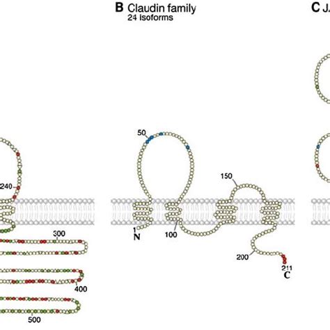 Molecular Composition Of Tight Junctions The Transmembrane Proteins