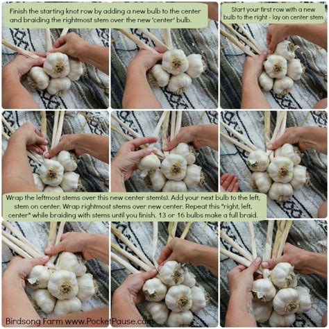 How To Braid Garlic (Illustrated Step by Step) | Garlic, Braiding garlic, Home vegetable garden