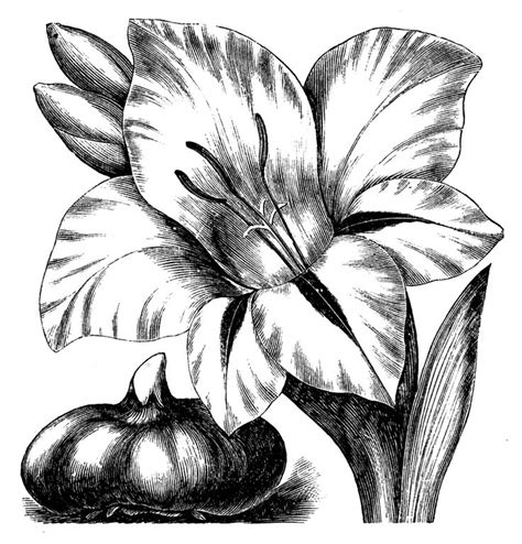 Flower Clip Art Vintage Flower Sketch Images Flower Sketches