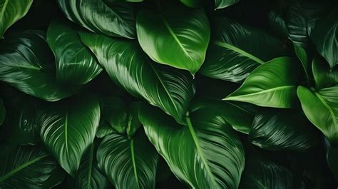 Premium Photo Calathea Orbifolia Green Natural Leaves Background