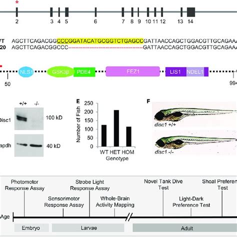 Generation Of The Disc Mutant Genetic Model In Zebrafish A