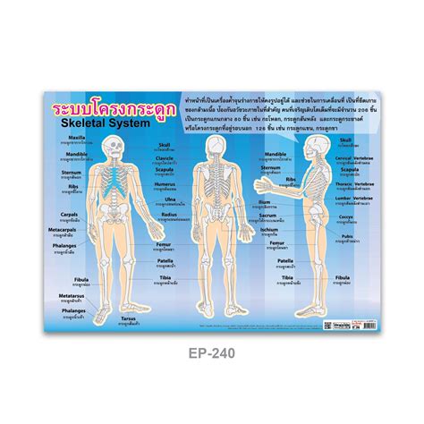 skeletal system ep