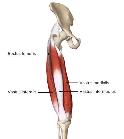 Thigh Anatomy Concise Medical Knowledge