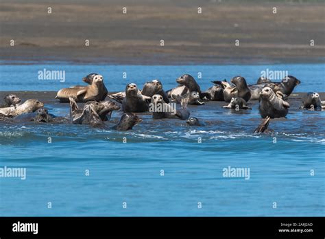 Colony Of Harbor Seals In California With The Babies Playing In The