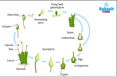 Bryophytes: Life cycle, Classification & Importance | AESL