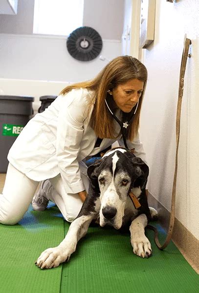 End Of Life Care In Shrewsbury Community Animal Hospital