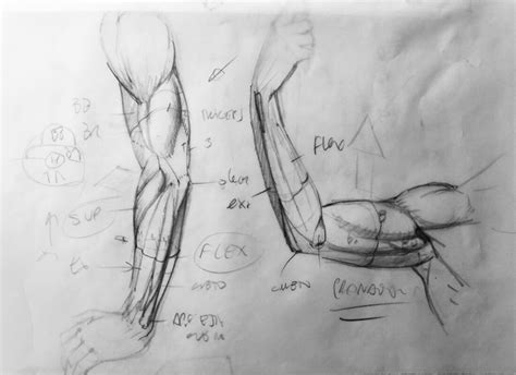 Ideas De Anatomia Artistica En Anatomia Artistica Anatomia