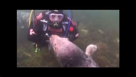 A video of a scuba diver playing with a seal . . . The Big Hit, Scuba ...