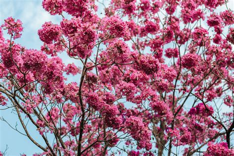 Banco De Imagens Flor Rosa Plantar Primavera Rvore Flora Ramo