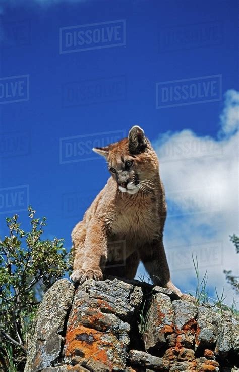 Young Mountain Lion Felis Concolor Looks Down From Rock Outcrop