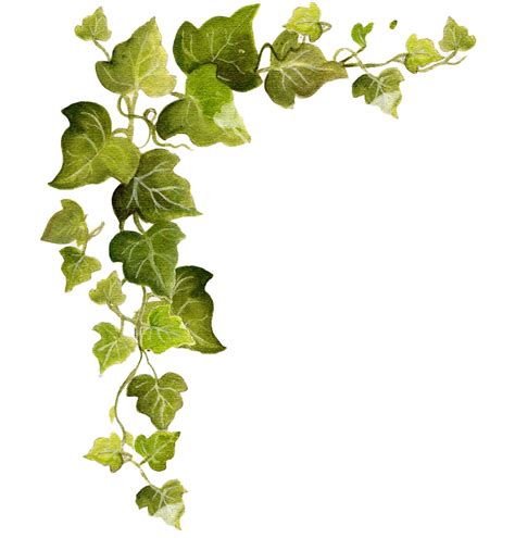 Ivy Vine Vine Greenery Garden Climbing Png