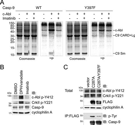 Active Siteadjacent Phosphorylation At Tyr By C Abl Kinase