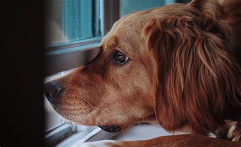 Come Calmare Il Cane Durante I Temporali Consigli Efficaci