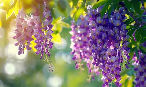 Un Regard Approfondi Sur La Tige De Glycine Propri T S Utilisation