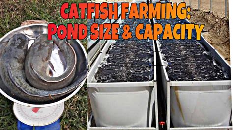 Catfish Pond Catfish Farming Shrimp Farming Farm Pond Worm Farm