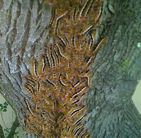 Cape Lappet Moth Caterpillar Aggregation in South Africa - What's That Bug?