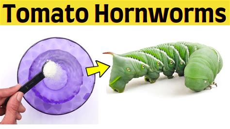 How To Get Rid Of Tomato Hornworms Naturally On My Plants Diy Pest Control Youtube