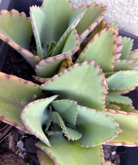 Mother Of Thousands Plant PlantVine