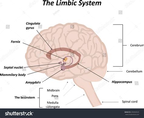 5 Mammilary Bodies Images, Stock Photos & Vectors | Shutterstock