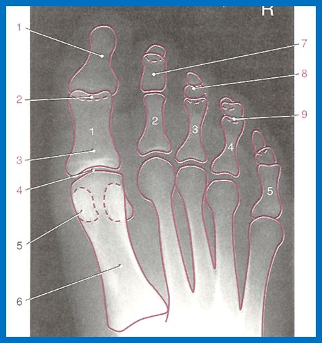 Toe Anatomy Diagram | Quizlet