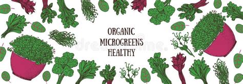 Microgreen Frame Stock Illustrations 24 Microgreen Frame Stock