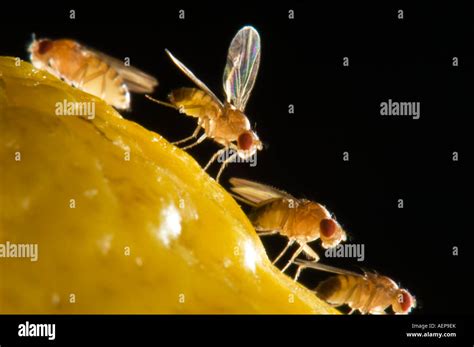 Drosophila Melanogaster Fruit Fotos Und Bildmaterial In Hoher