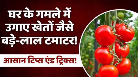 Gardening Tips घर के गमले में उगाएं खेतों जैसे बड़े लाल टमाटर जानें