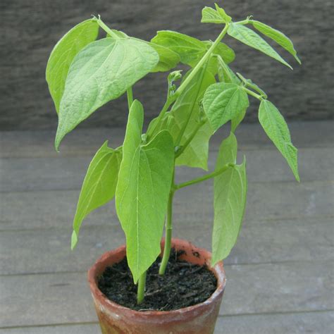 How To Grow Runner Beans In Pots For A Bountiful Crop Ideal Home