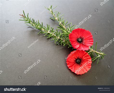 Poppies Rosemary Remembrance Worn On Anzac Stock Photo 1336043651