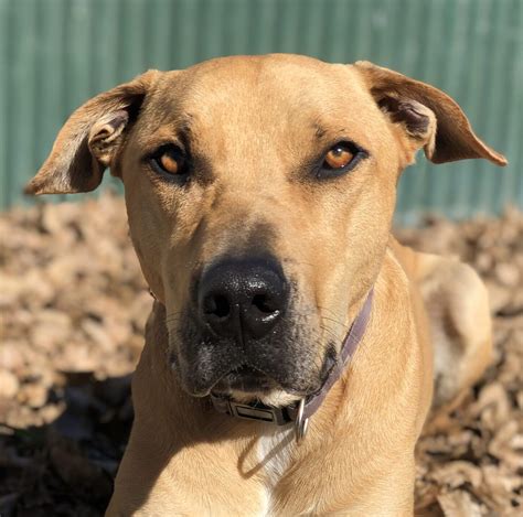 Jed – Dogwatch Sanctuary Trust
