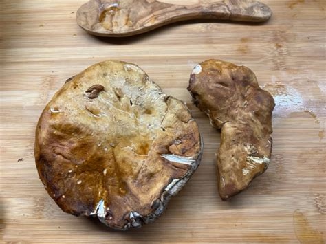 Funghi Porcini Freschi In Padella La Ricetta Della Nonna Cucino