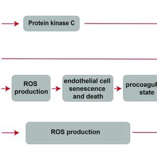 Cellular And Molecular Mechanisms Of The Cardiotoxic Effect Exerted