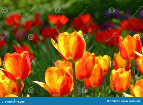 Tulips stock image. Image of tulips, beautiful, wallpapers - 175805