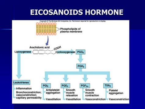 Ppt Hormone Synthesis Release And Transport Powerpoint Presentation