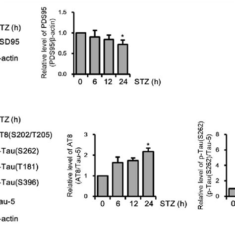 Effect Of Streptozotocin Stz On Apoptotic Neuronal Loss In Ht